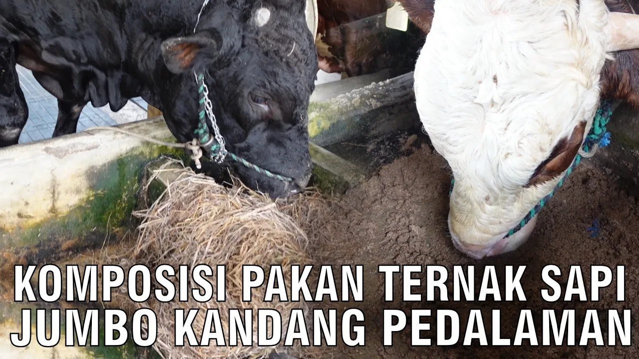 
                                 Komposisi-Pakan-Sapi-Jumbo-Kandang-Pedalaman